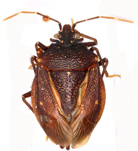 Lincus incisus